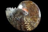 Sphenodiscus Ammonite with Inlaid Chrysocolla - South Dakota #93141-2